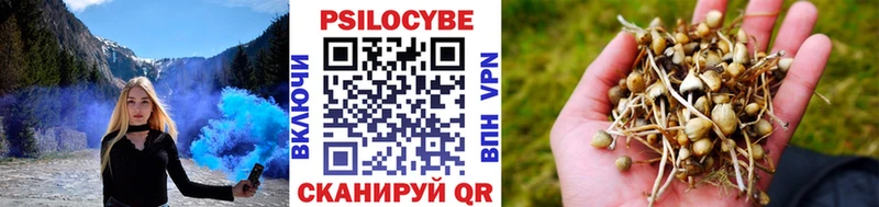Купить где  Судак  Псилоцибиновые грибы мицелий 